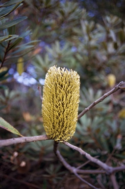 APII jpeg image of Banksia oblongifolia  © contact APII