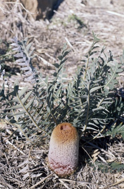 APII jpeg image of Banksia blechnifolia  © contact APII