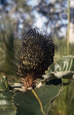 APII jpeg image of Banksia robur  © contact APII