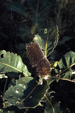 APII jpeg image of Banksia robur  © contact APII