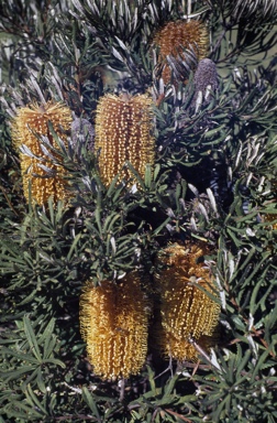 APII jpeg image of Banksia spinulosa var. collina  © contact APII