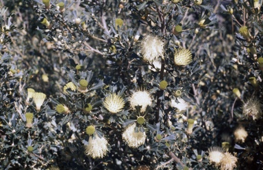 APII jpeg image of Banksia falcata  © contact APII