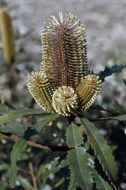 APII jpeg image of Banksia oblongifolia  © contact APII