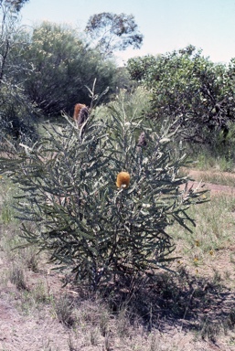 APII jpeg image of Banksia candolleana  © contact APII