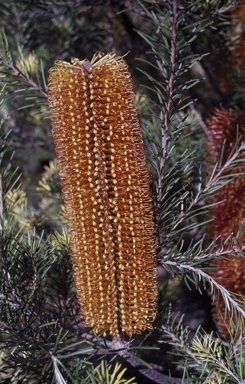 APII jpeg image of Banksia ericifolia 'Giant Candles'  © contact APII