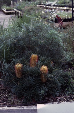 APII jpeg image of Banksia spinulosa 'A'flora Birthday Candles'  © contact APII