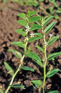 APII jpeg image of Eremophila debilis  © contact APII