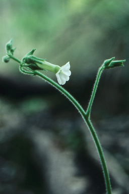 APII jpeg image of Nicotiana forsteri  © contact APII