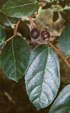 APII jpeg image of Ficus coronata  © contact APII