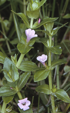 APII jpeg image of Gratiola peruviana  © contact APII