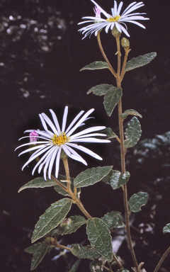 APII jpeg image of Olearia tomentosa  © contact APII