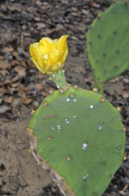 APII jpeg image of Opuntia stricta  © contact APII