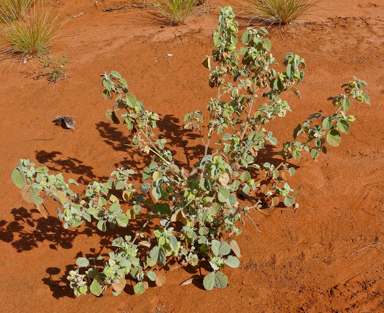 APII jpeg image of Abutilon otocarpum  © contact APII