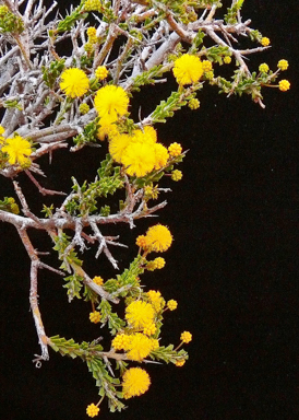 APII jpeg image of Acacia acanthoclada subsp. acanthoclada  © contact APII