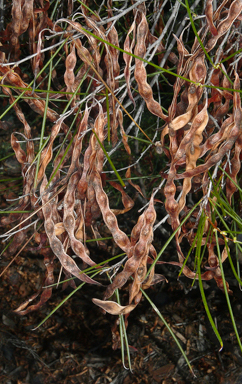 APII jpeg image of Acacia burkittii  © contact APII