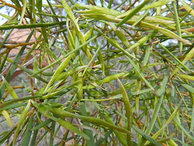 APII jpeg image of Acacia cana  © contact APII