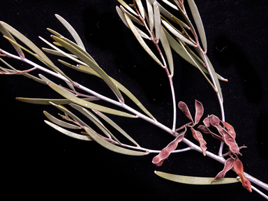 APII jpeg image of Acacia kempeana  © contact APII