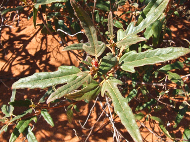 APII jpeg image of Adriana tomentosa var. hookeri  © contact APII