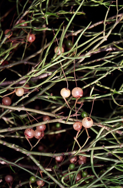 APII jpeg image of Amyema preissii  © contact APII