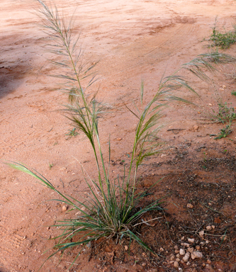 APII jpeg image of Austrostipa nodosa  © contact APII