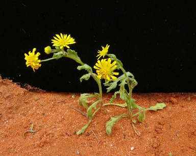 APII jpeg image of Calotis cymbacantha  © contact APII