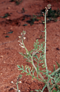 APII jpeg image of Carrichtera annua  © contact APII