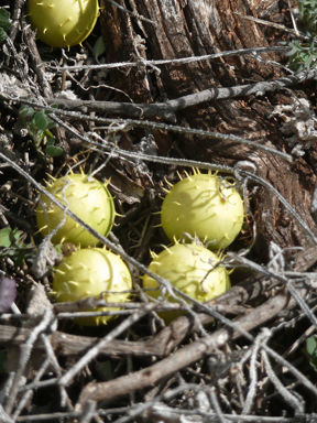 APII jpeg image of Cucumis myriocarpus  © contact APII