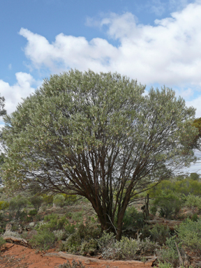APII jpeg image of Eremophila oppositifolia subsp. oppositifolia  © contact APII