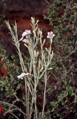 APII jpeg image of Eremophila scoparia  © contact APII