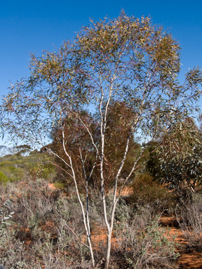APII jpeg image of Eucalyptus gracilis  © contact APII