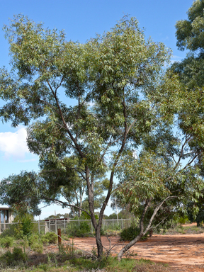 APII jpeg image of Eucalyptus largiflorens  © contact APII