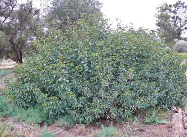 APII jpeg image of Gossypium sturtianum var. sturtianum  © contact APII