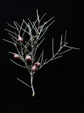 APII jpeg image of Hakea leucoptera subsp. leucoptera  © contact APII
