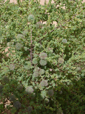 APII jpeg image of Maireana brevifolia  © contact APII