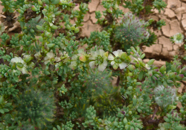 APII jpeg image of Maireana brevifolia  © contact APII