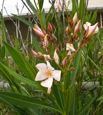 APII jpeg image of Nerium oleander  © contact APII