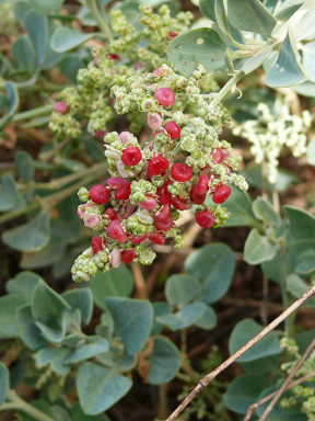 APII jpeg image of Rhagodia parabolica  © contact APII