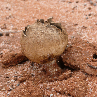 APII jpeg image of Scleroderma sp.  © contact APII