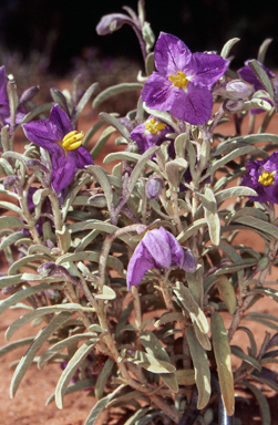 APII jpeg image of Solanum coactiliferum  © contact APII