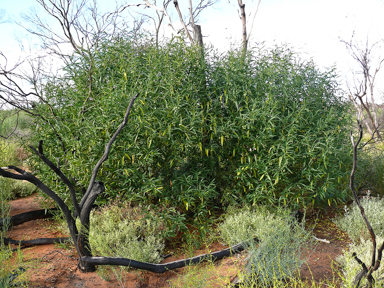 APII jpeg image of Solanum simile  © contact APII