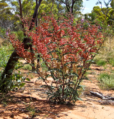 APII jpeg image of Swainsona colutoides  © contact APII