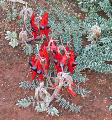 APII jpeg image of Swainsona formosa  © contact APII