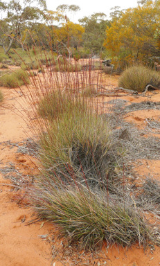 APII jpeg image of Triodia scariosa  © contact APII