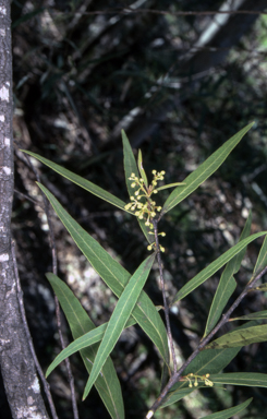 APII jpeg image of Notelaea neglecta  © contact APII