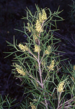 APII jpeg image of Grevillea raybrownii  © contact APII