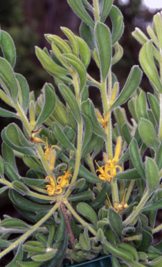 APII jpeg image of Persoonia rigida  © contact APII