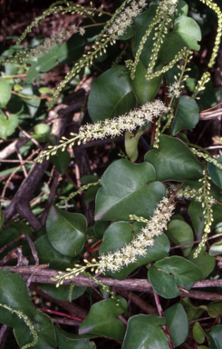APII jpeg image of Anredera cordifolia  © contact APII