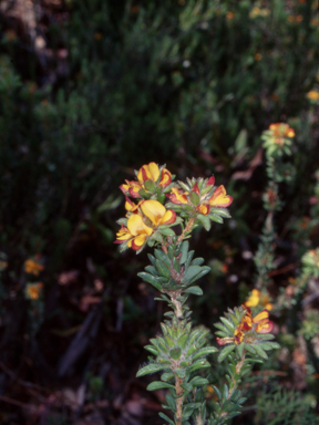 APII jpeg image of Pultenaea tuberculata  © contact APII