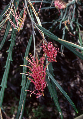 APII jpeg image of Grevillea aspleniifolia  © contact APII