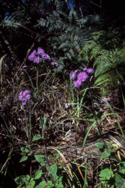 APII jpeg image of Ageratum houstonianum  © contact APII
